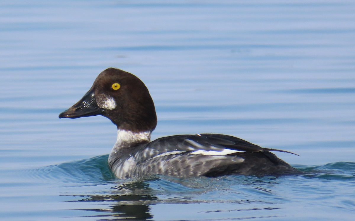 Common Goldeneye - ML410647181