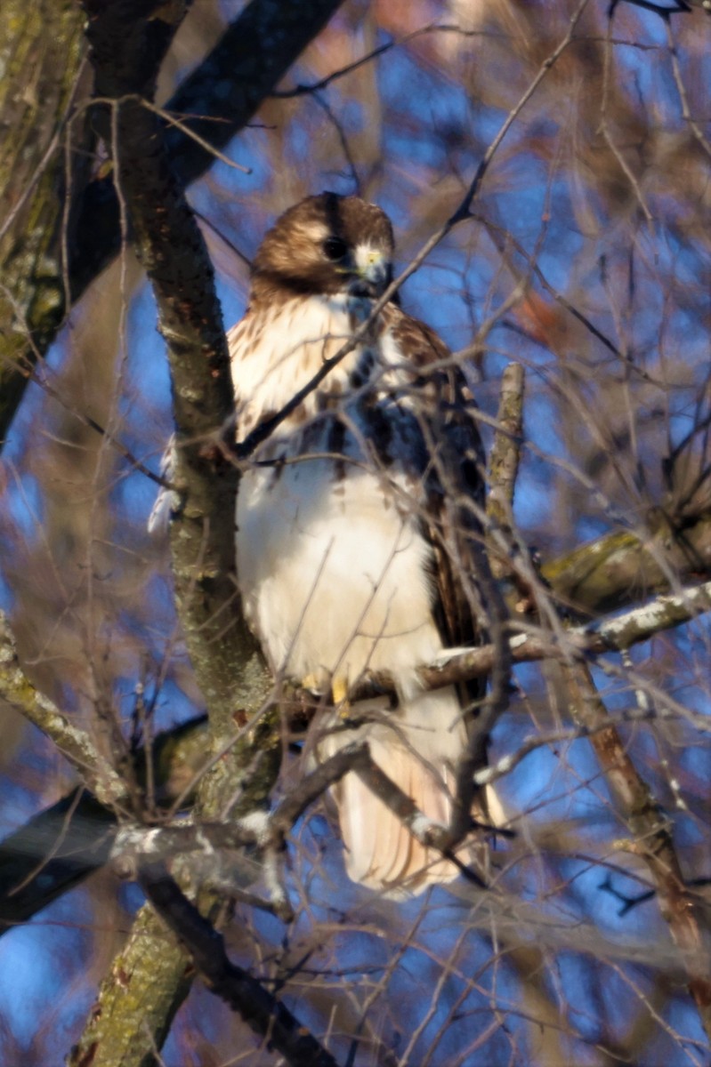Red-tailed Hawk - ML410647521
