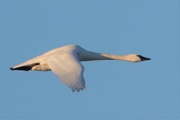 Tundra Swan - ML410648351