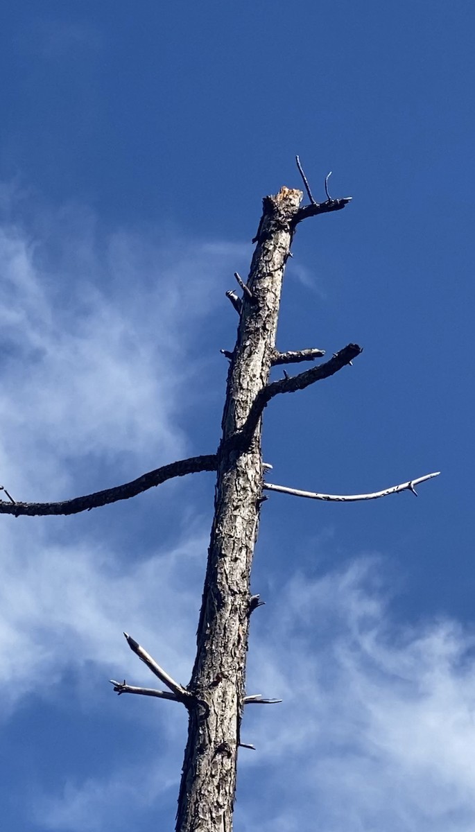Hairy Woodpecker - ML410649581
