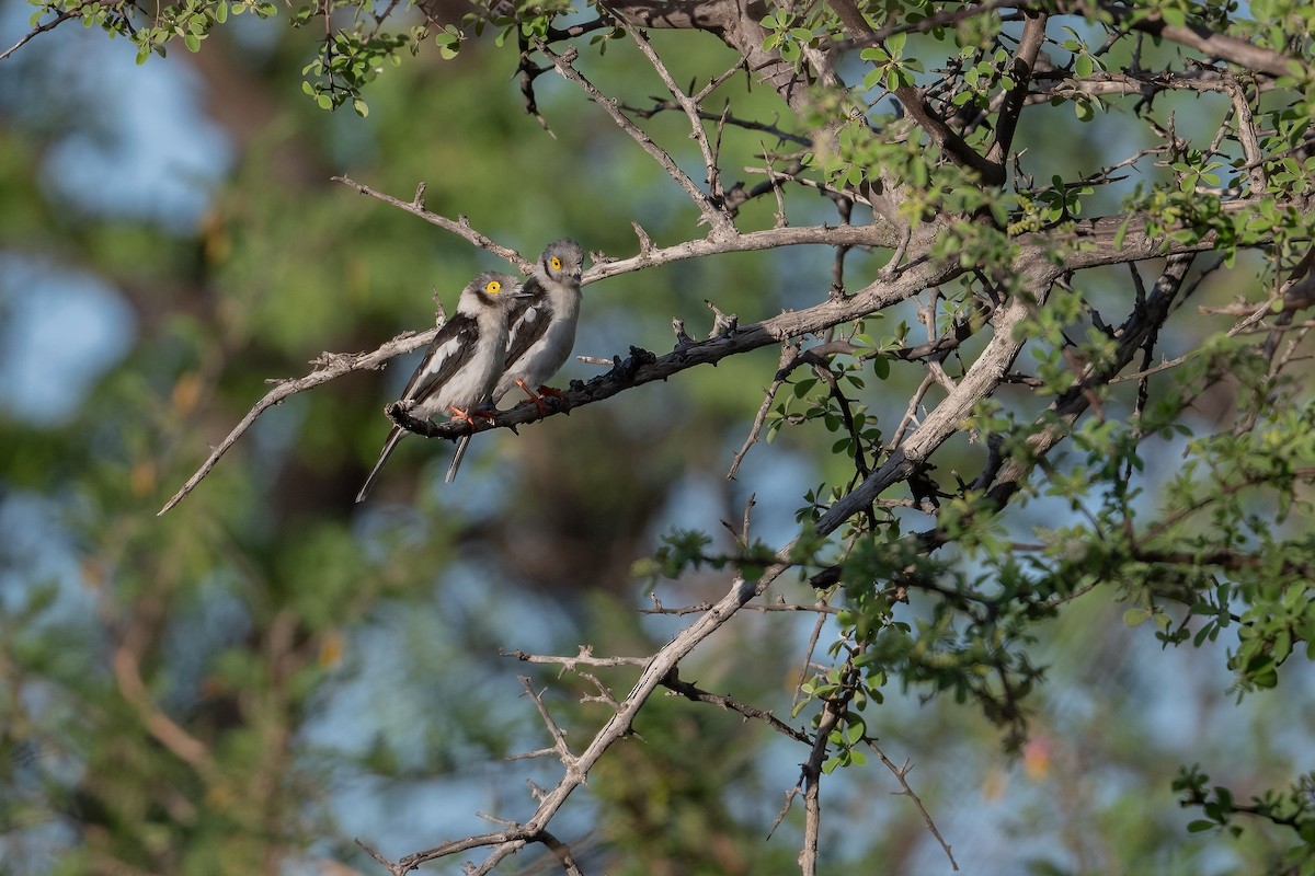 White Helmetshrike (Yellow-eyed) - ML410649621