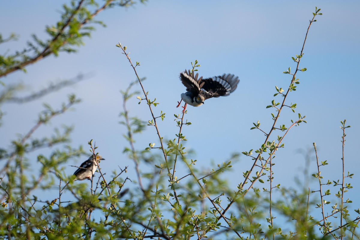 White Helmetshrike (Yellow-eyed) - ML410649651