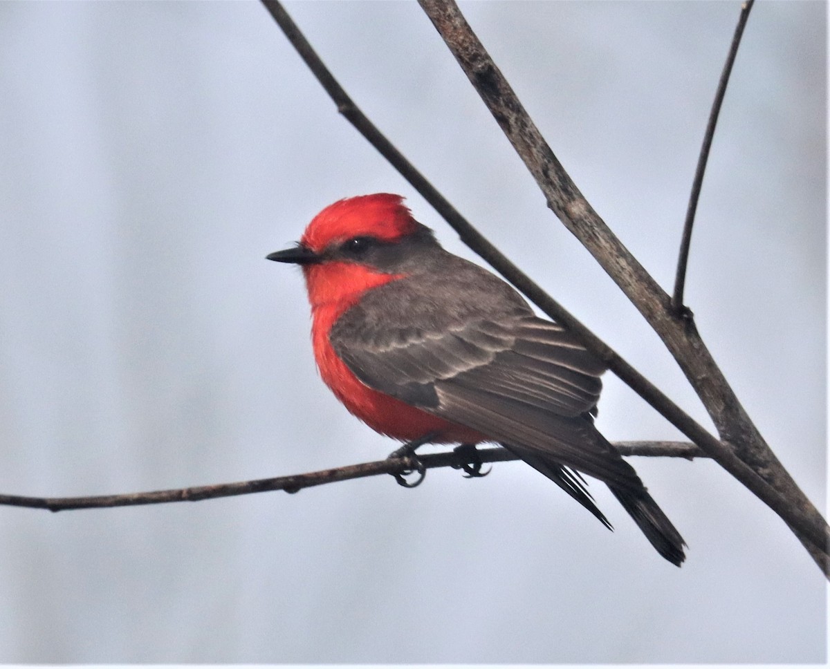 Vermilion Flycatcher - ML410650501