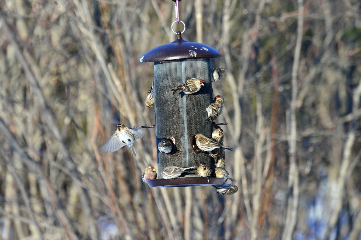 Redpoll (Common) - ML410652241