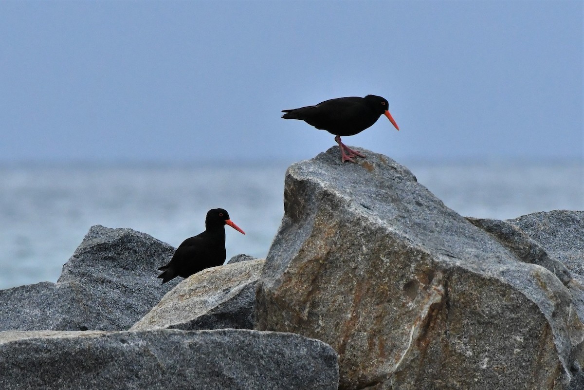 Sooty Oystercatcher - ML410652871