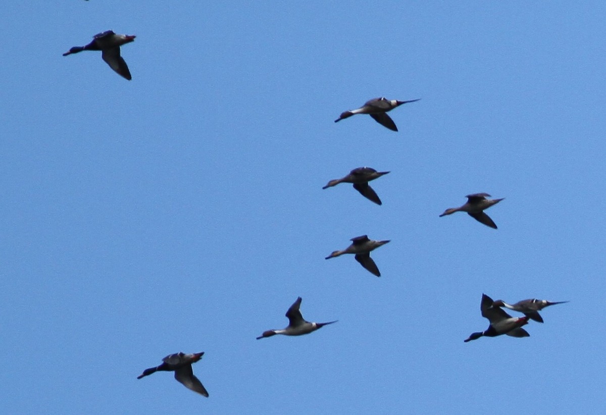 Northern Pintail - ML410653111