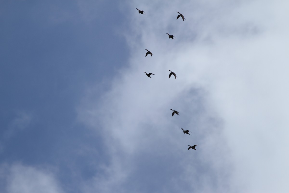 Northern Pintail - ML410653181