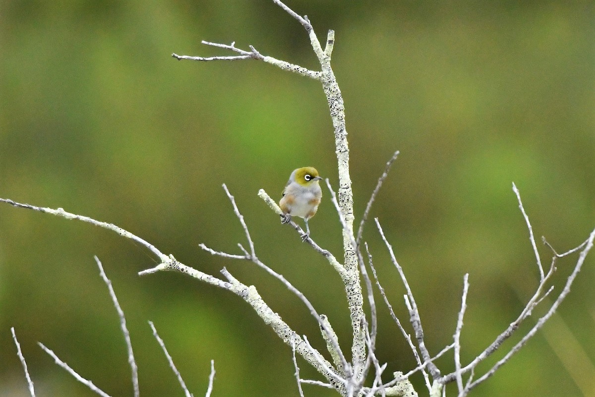 Zostérops à dos gris - ML410653501