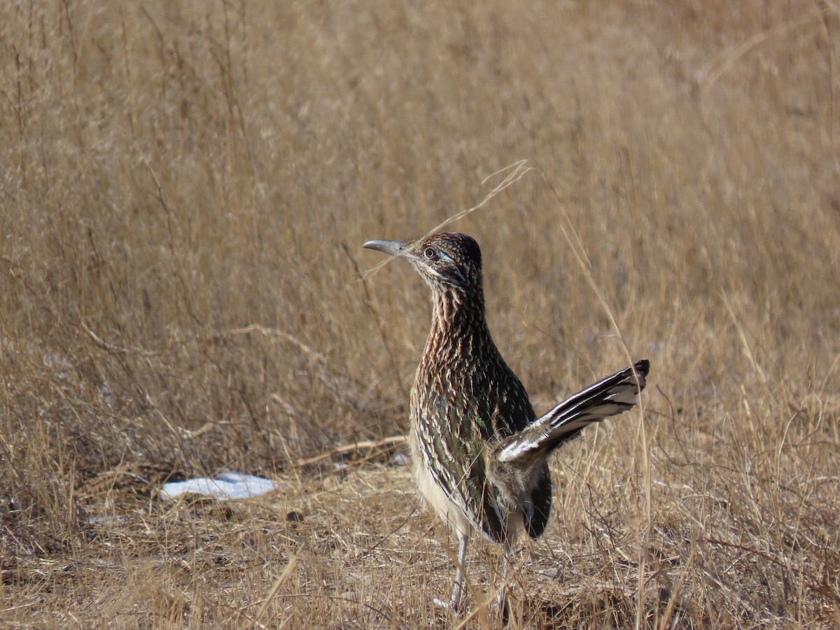 Greater Roadrunner - ML410653821