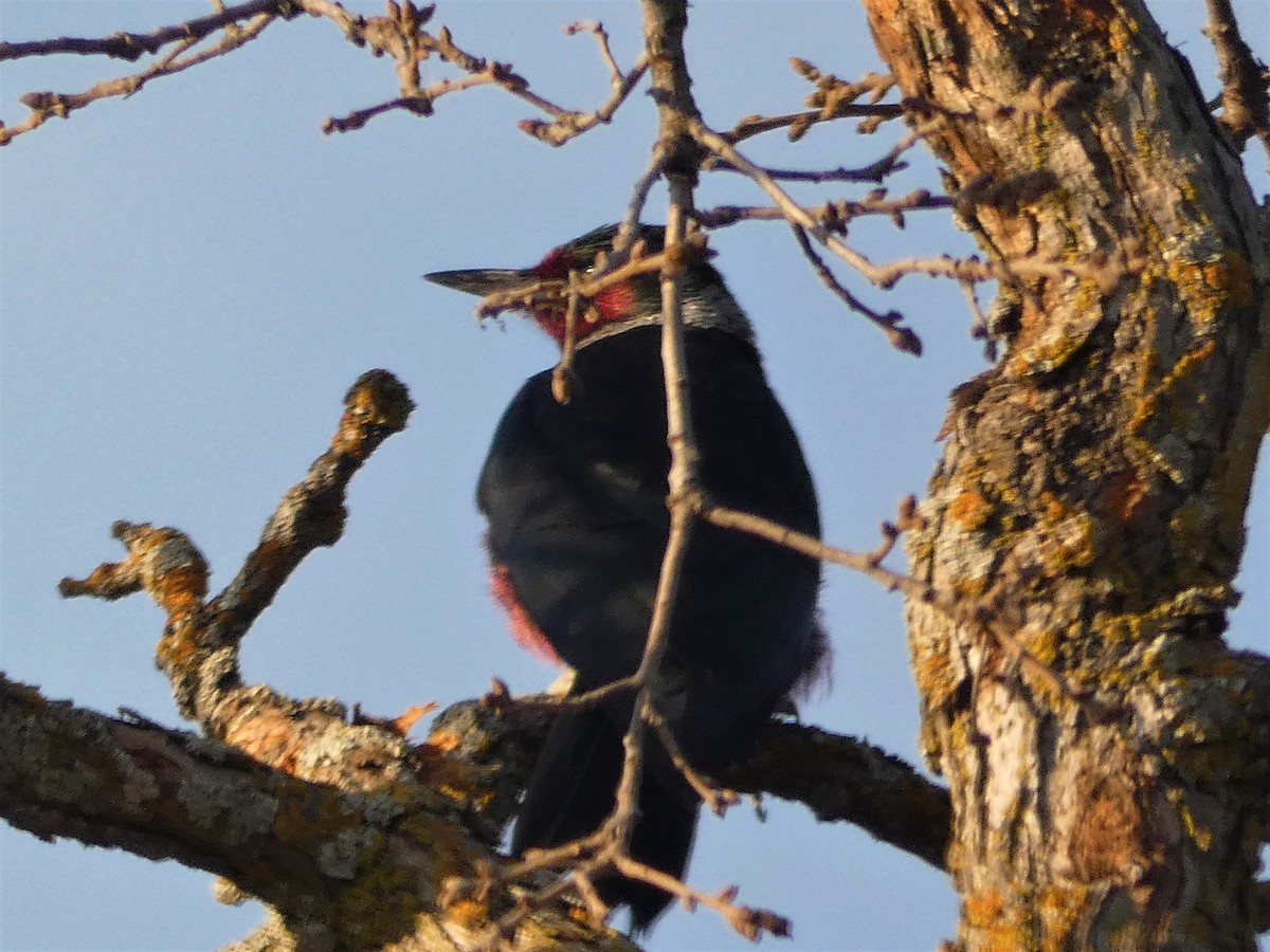 Lewis's Woodpecker - ML410653911