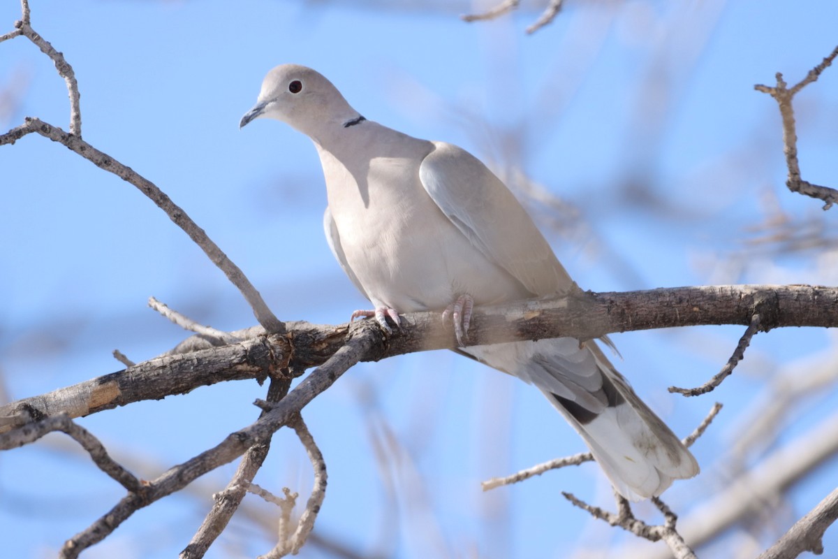 Eurasian Collared-Dove - ML410653951