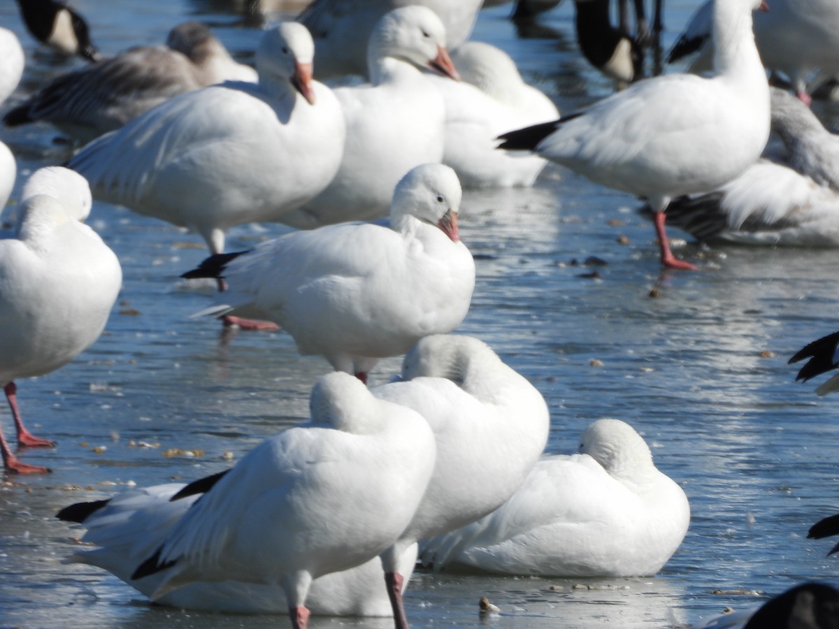 Ross's Goose - ML410654701
