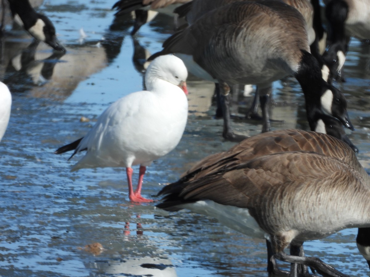 Ross's Goose - ML410654811