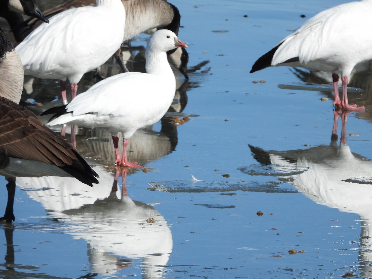 Ross's Goose - ML410654901