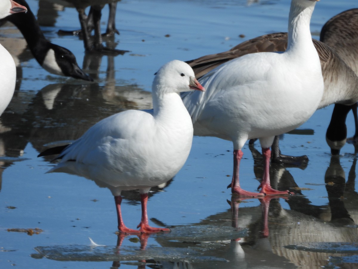 Ross's Goose - ML410654971