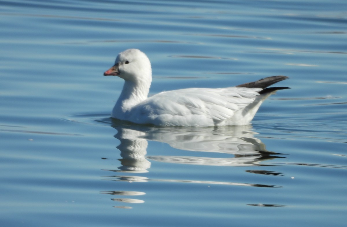 Ross's Goose - ML410655061