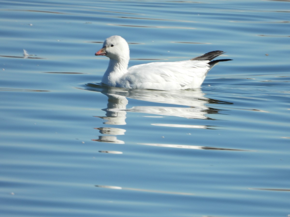 Ross's Goose - ML410655281