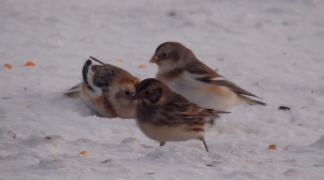 Lapland Longspur - ML410655571