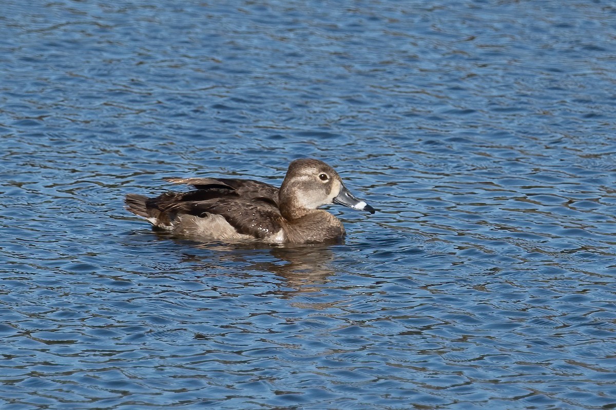 Ring-necked Duck - ML410655641