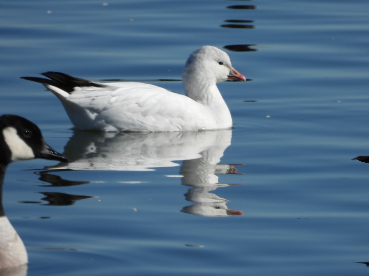 Ross's Goose - ML410655721