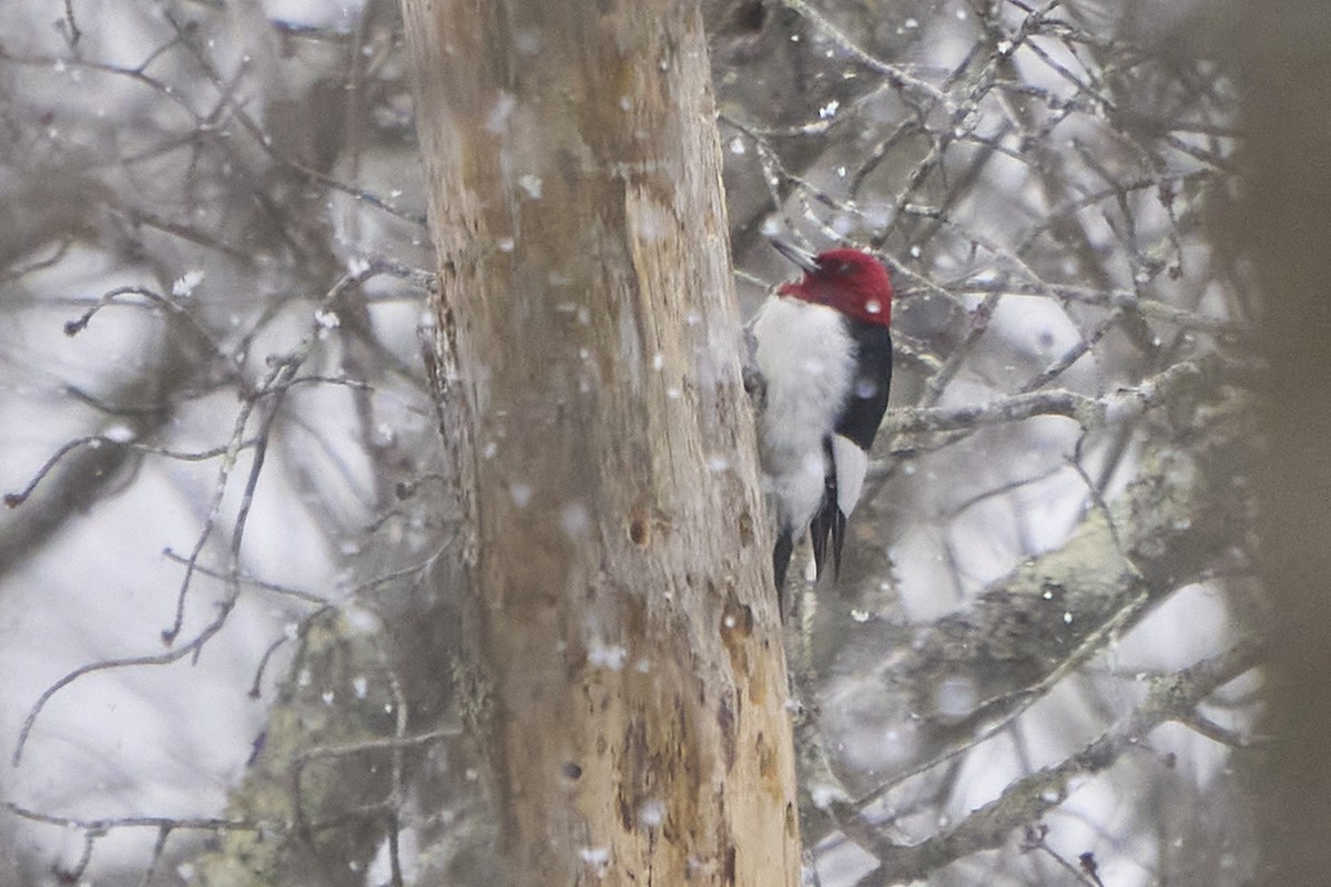 Red-headed Woodpecker - ML410657491