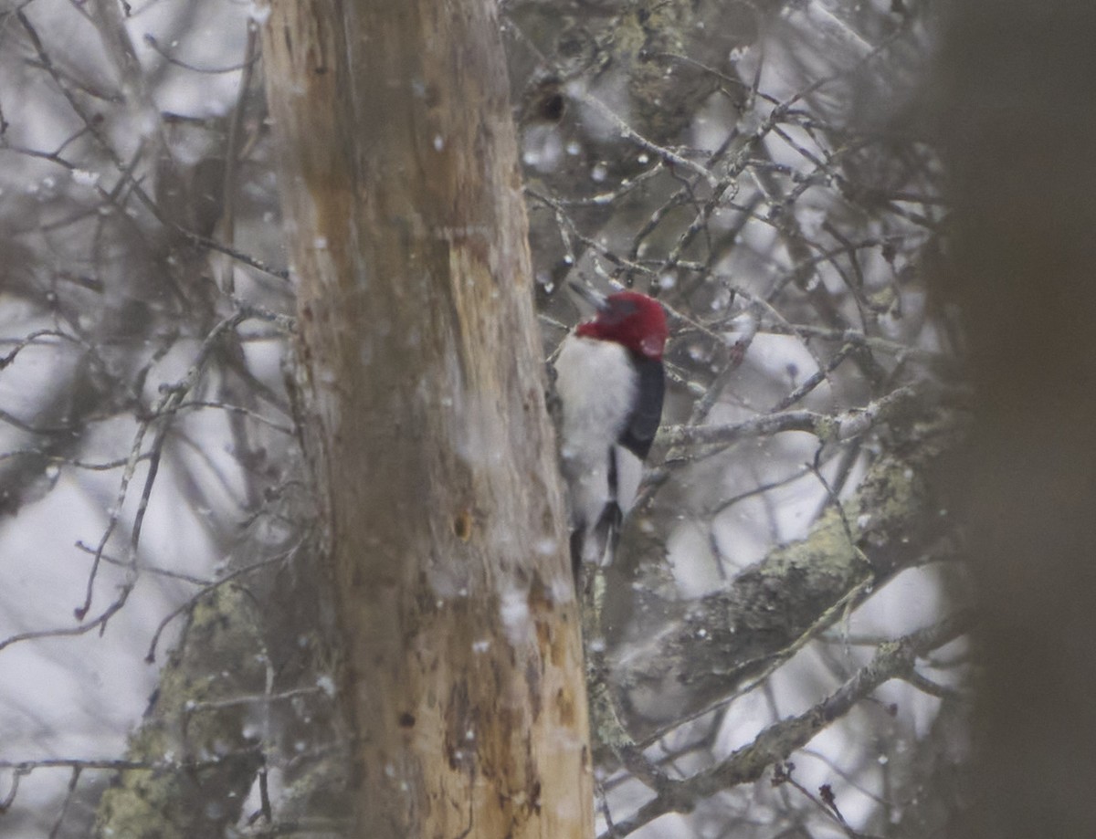 Red-headed Woodpecker - Abby Sesselberg