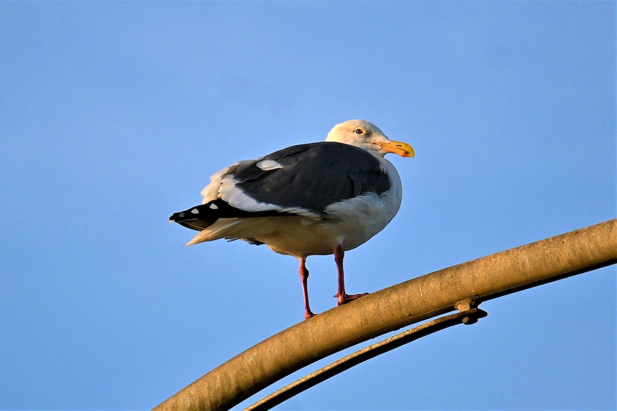 Western Gull - ML410657511