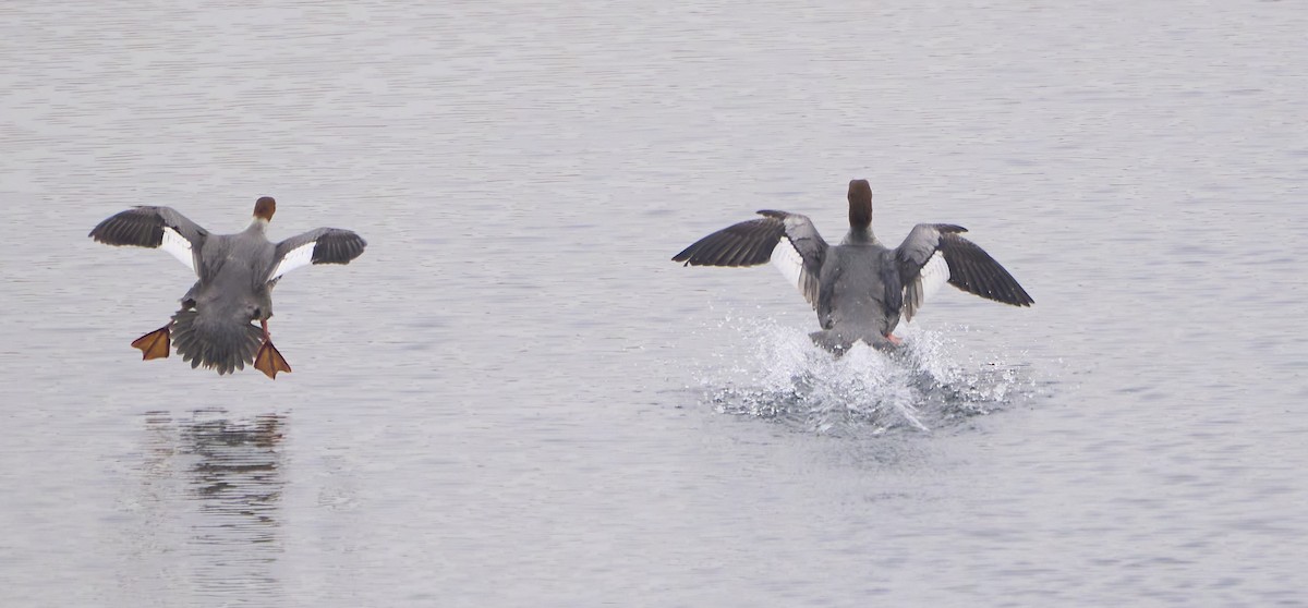 Common Merganser - ML410658061