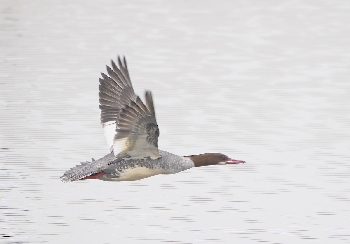 Common Merganser - ML410658071