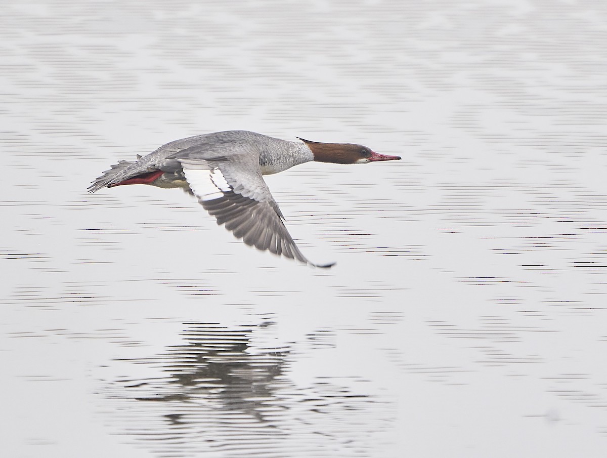 Common Merganser - ML410658091