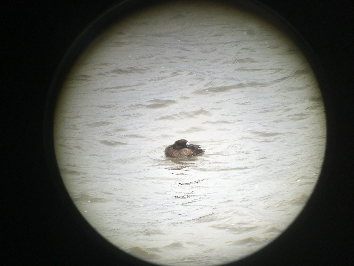 Lesser Scaup - ML410659261