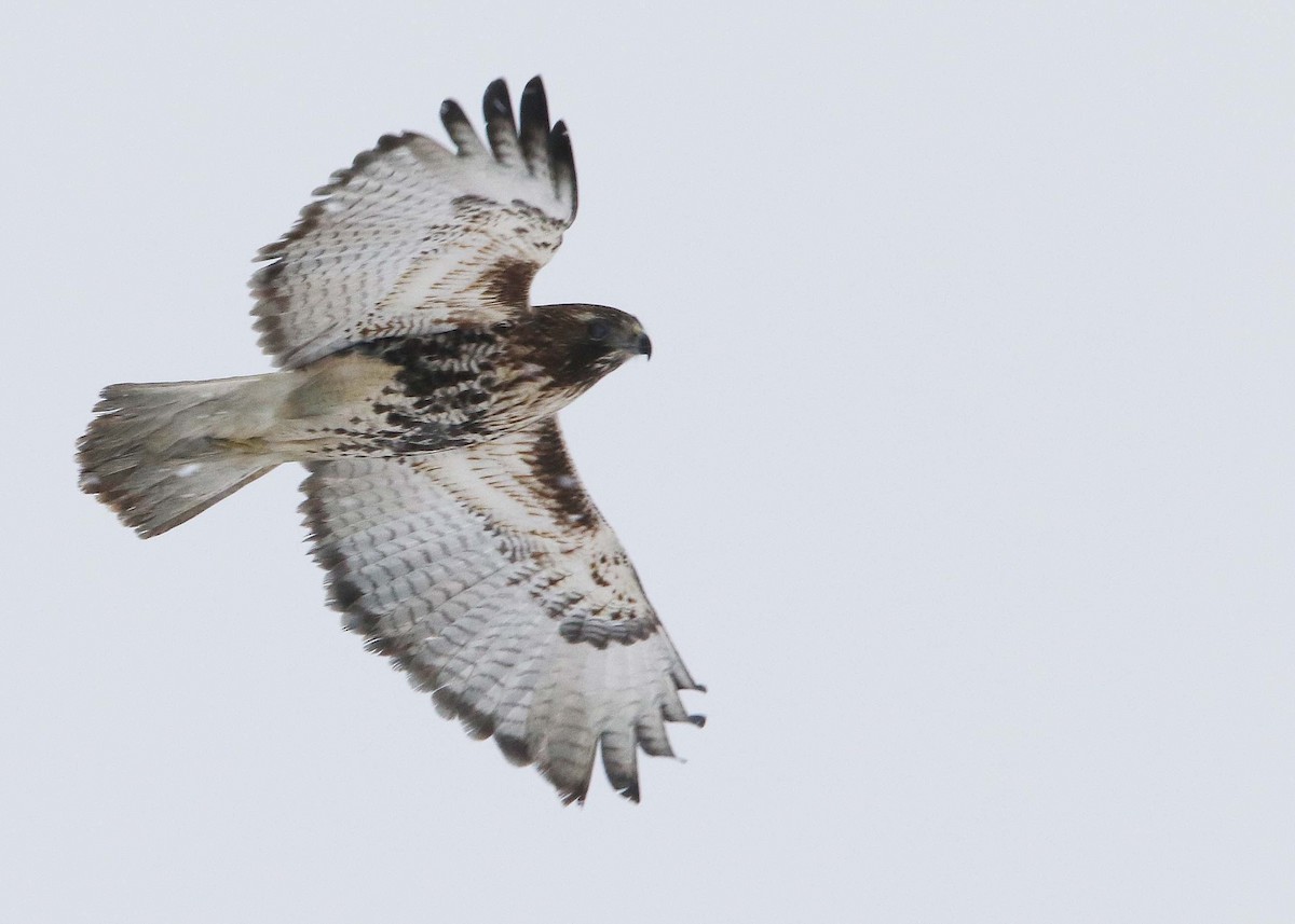 Rotschwanzbussard (abieticola) - ML410659801