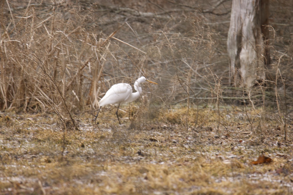 Great Egret - ML410660611
