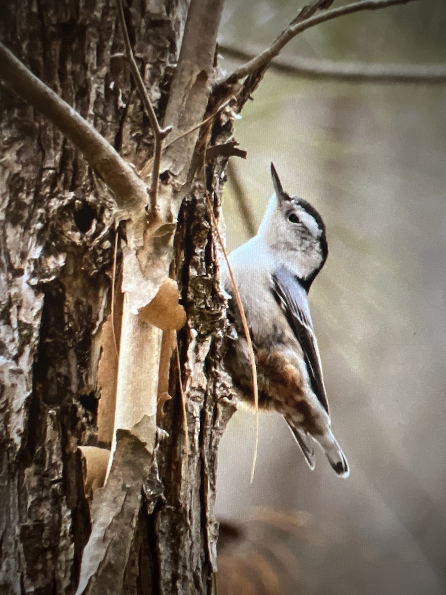 White-breasted Nuthatch - ML410660701
