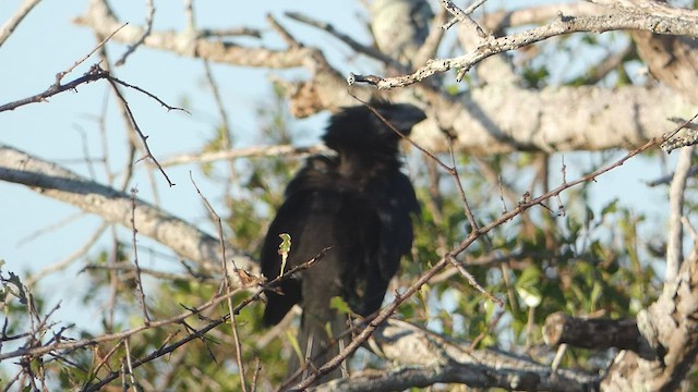 Groove-billed Ani - ML410660861