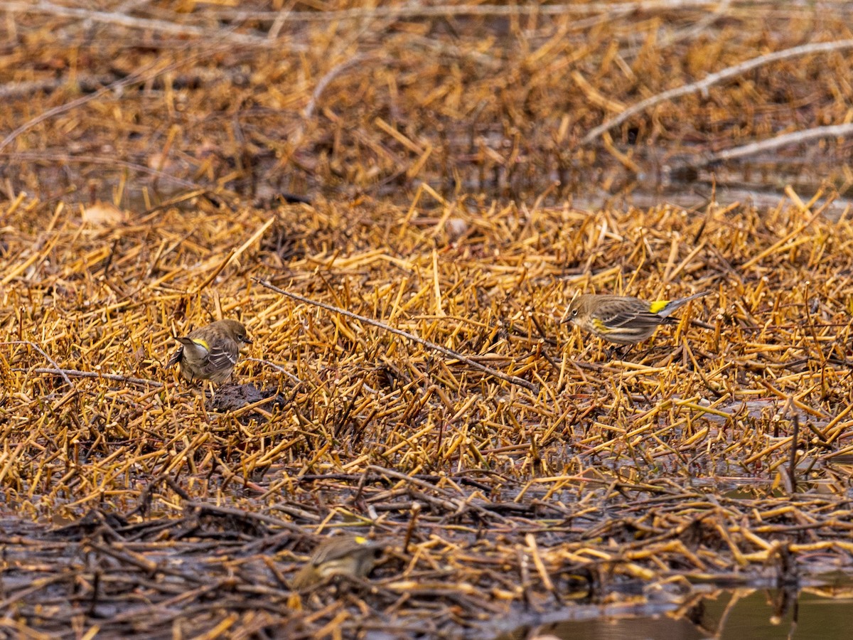 Yellow-rumped Warbler - ML410660941