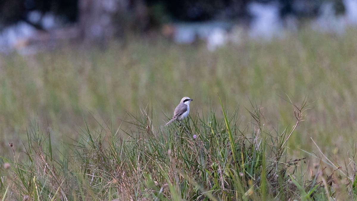 Brown Shrike - ML410661281