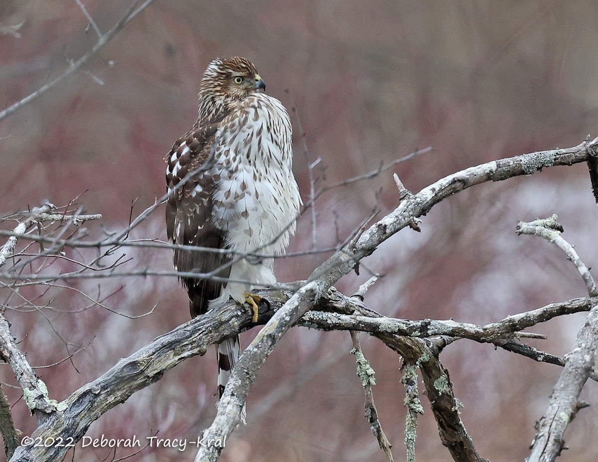 Cooper's Hawk - ML410661771