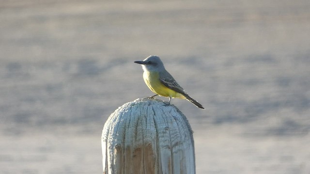 Tropical Kingbird - ML410662731