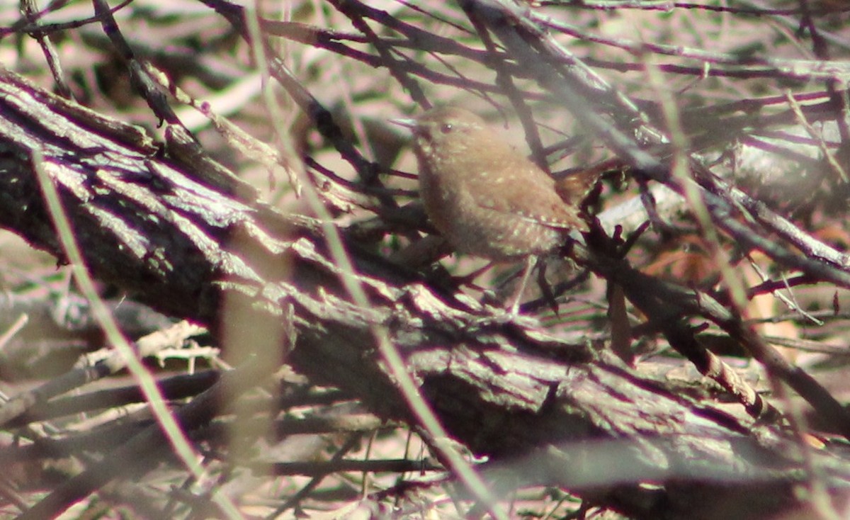 Winter Wren - ML410662831