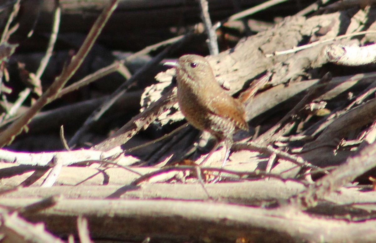 Winter Wren - ML410662841