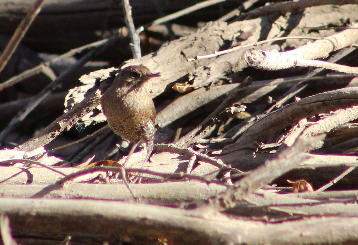 Winter Wren - ML410662851