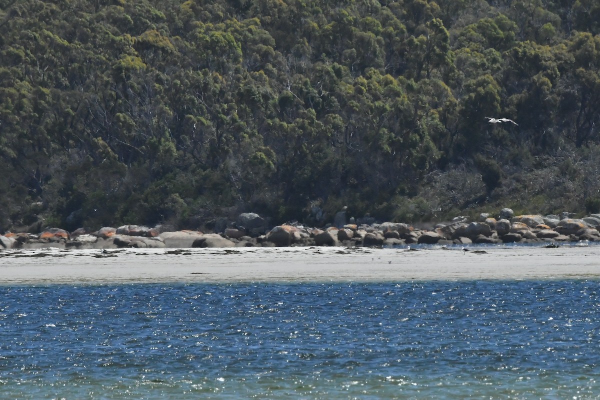 Gaviota de Tasmania - ML410663651