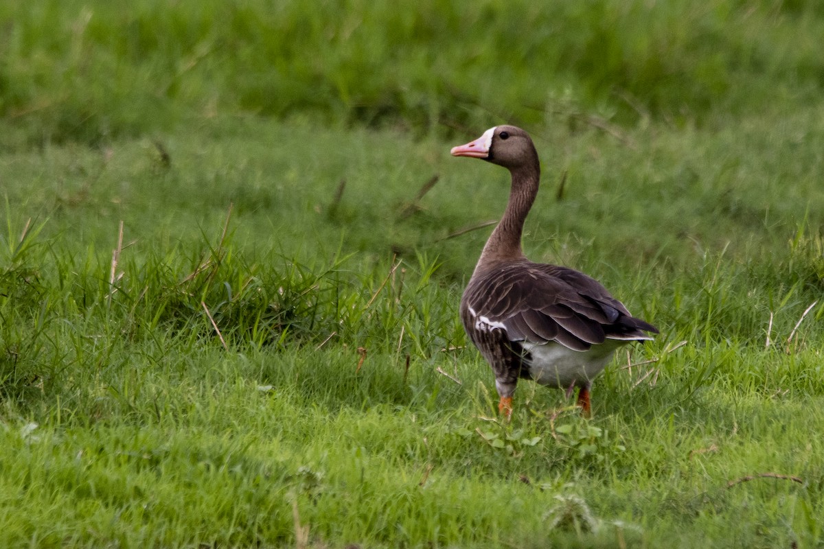 Greater White-fronted Goose - ML410665001