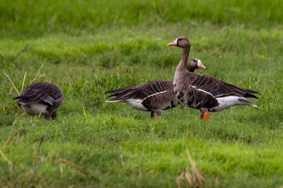 Greater White-fronted Goose - ML410665011