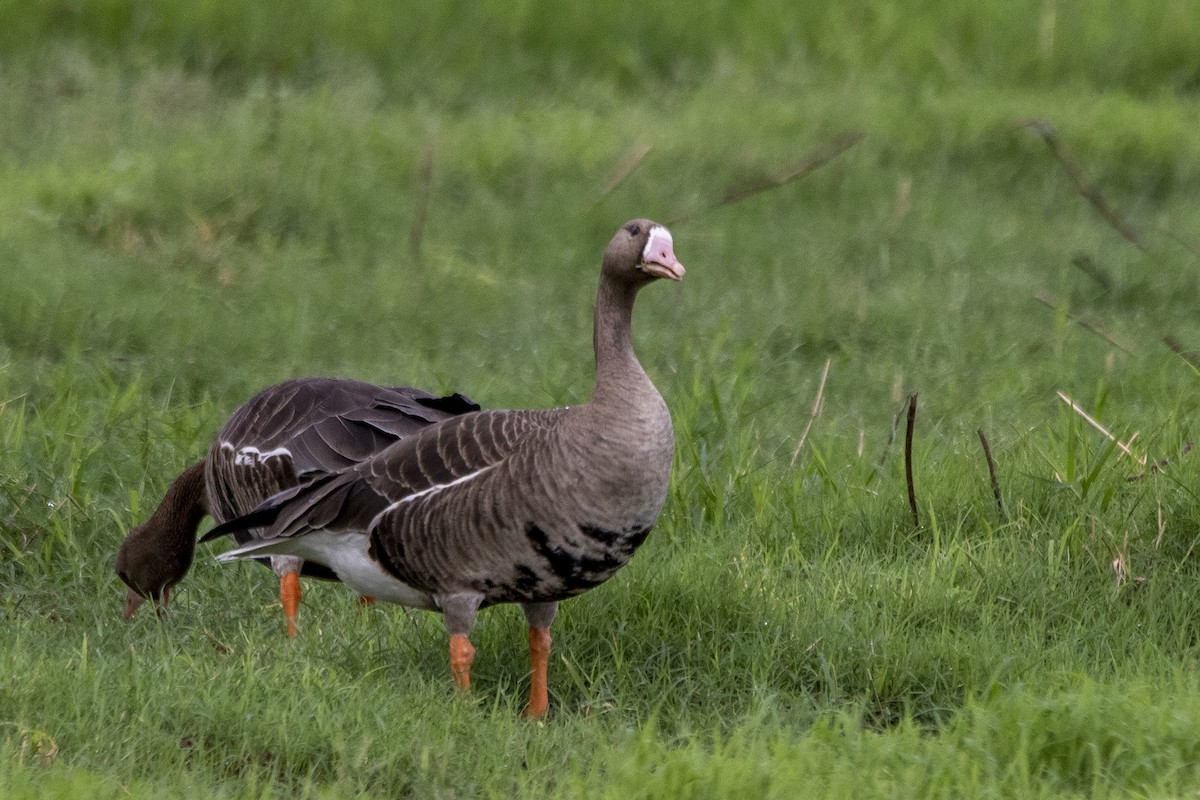 Greater White-fronted Goose - ML410665021