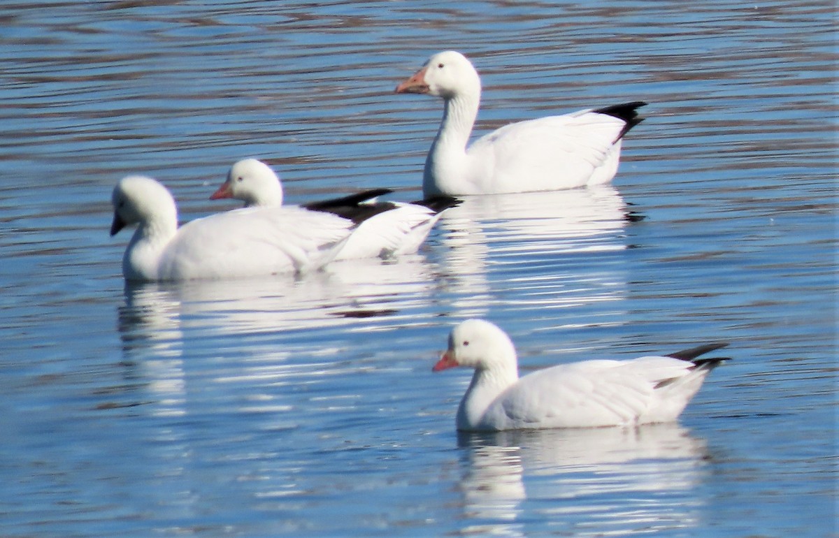 Ross's Goose - ML410665631