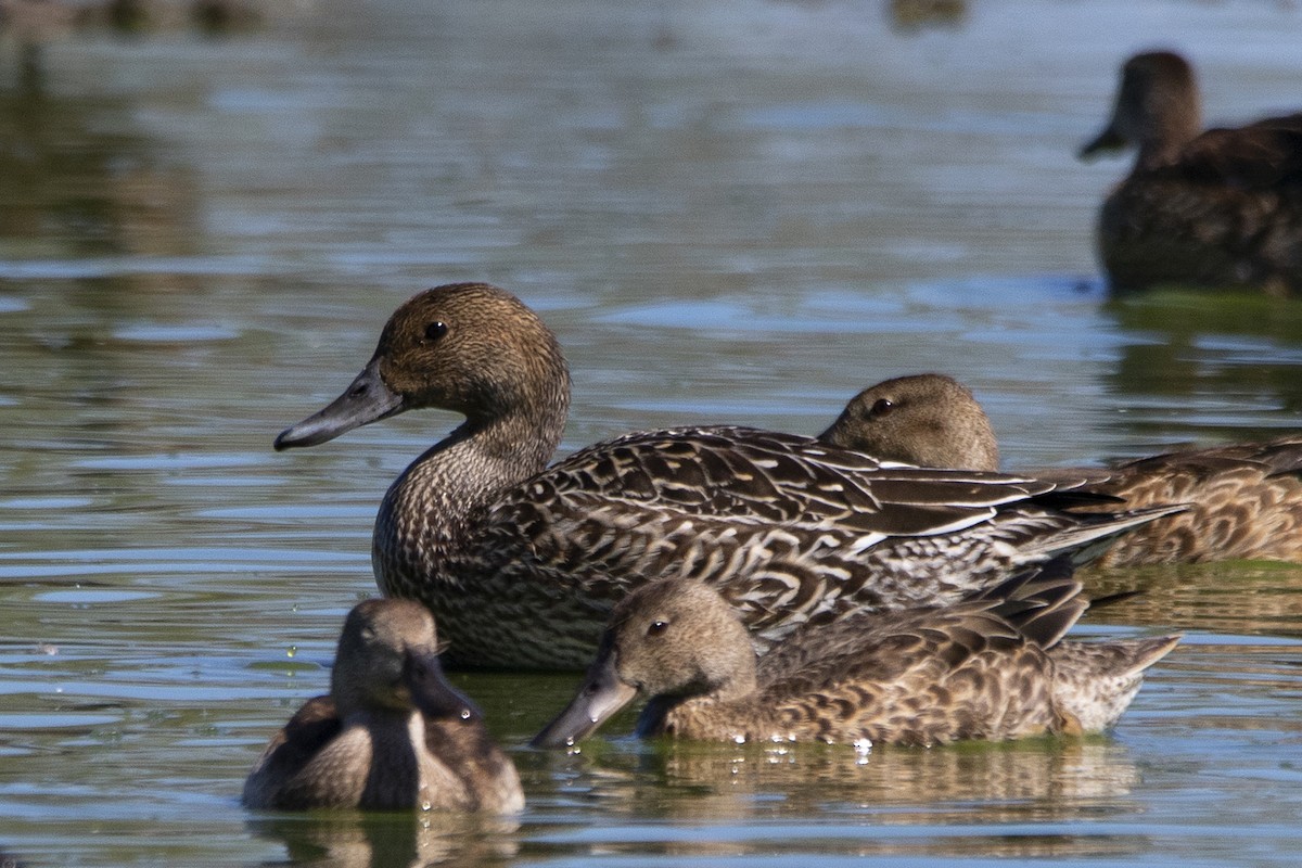 Northern Pintail - L. Ernesto Perez Montes (The Mexican Violetear 🦉)
