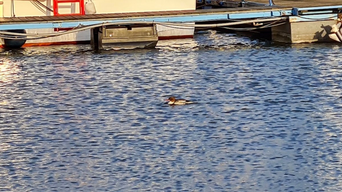 Gänsesäger (merganser/orientalis) - ML410669331