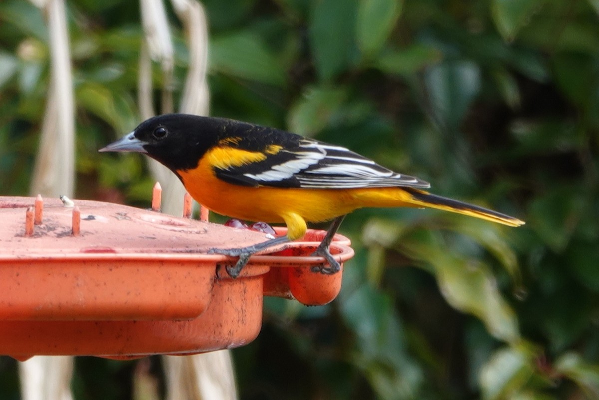 Baltimore Oriole - ML410670161